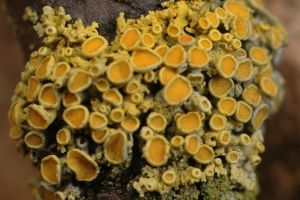 Xanthoria polycarpa